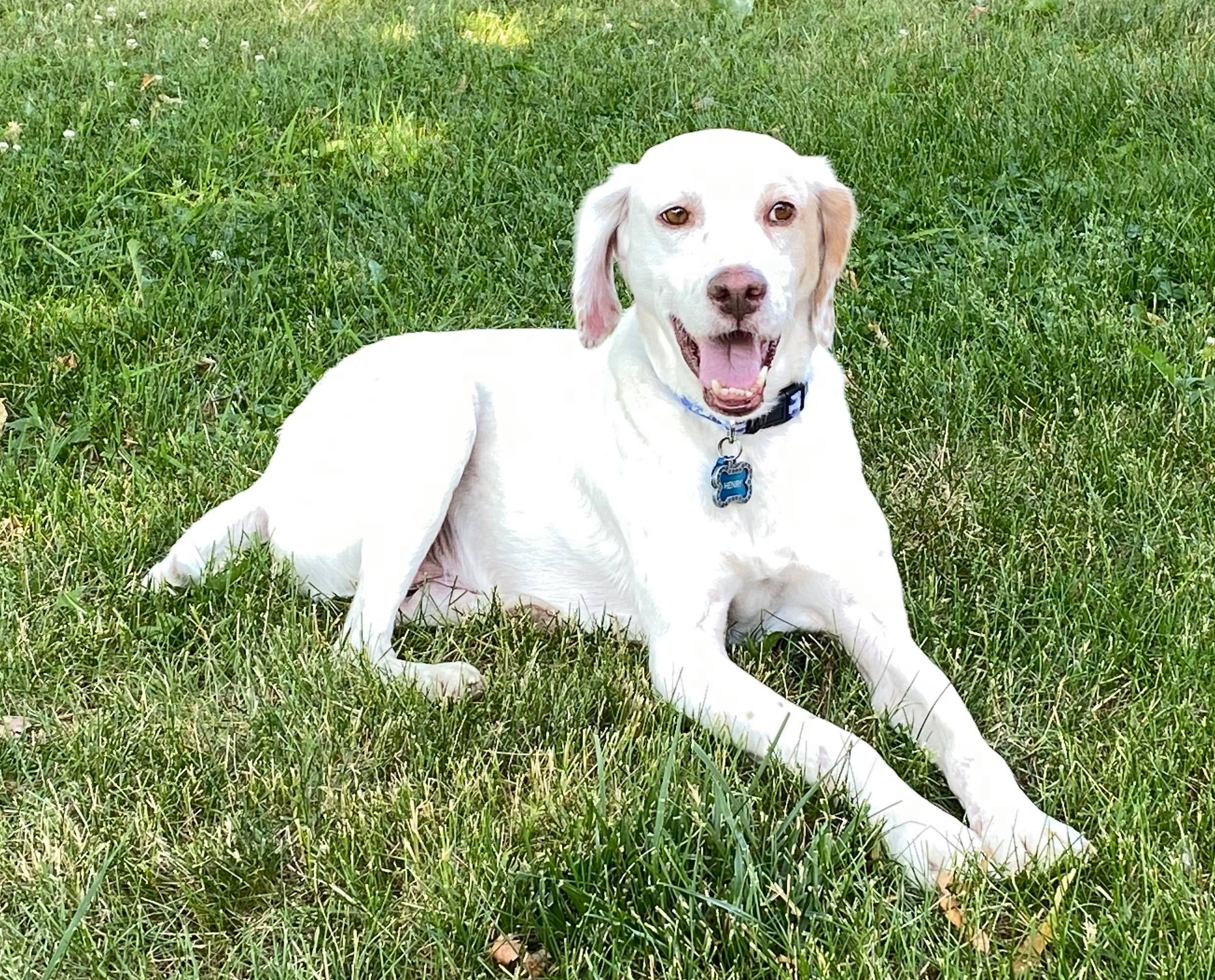 Henry